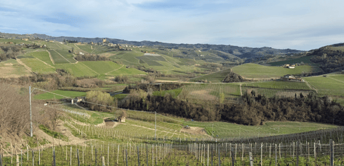 Vineyard in Bra Italy-1